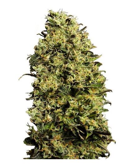 Product_Auto M8 - Cannabis Saatgut by GEASEEDS, Package Unit: 25 Seed / Package_Cannadusa_Marketplace_Buy