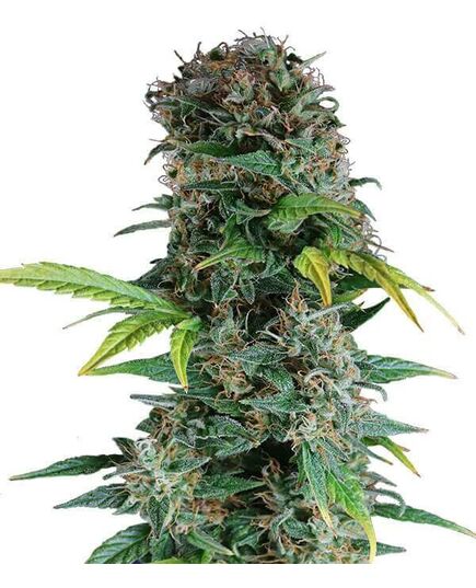 Produkt_Auto Somango - Cannabis Saatgut by GEASEEDS, Paket Einheiten: 5 Samen / Packung__Cannadusa_Marktplatz_Kaufen