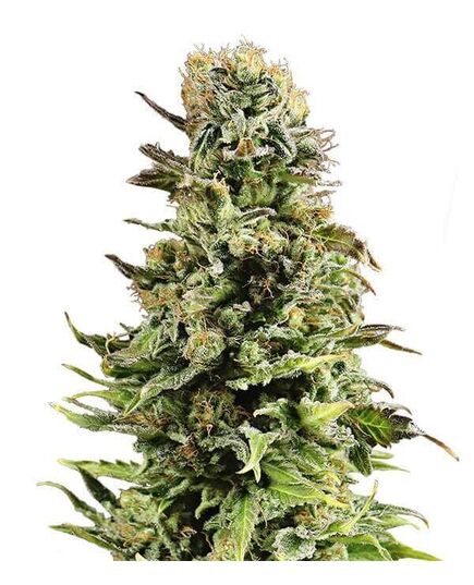 Product_Auto Super Skunk - Cannabis Saatgut by GEASEEDS, Package Unit: 5 Seed / Package_Cannadusa_Marketplace_Buy