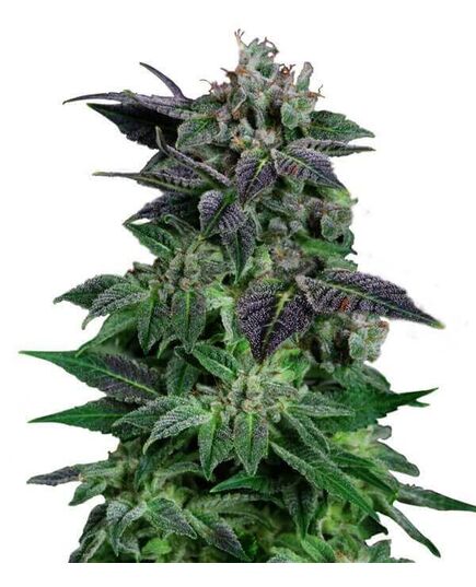 Produkt_Auto Widow - Cannabis Saatgut by GEASEEDS, Paket Einheiten: 5 Samen / Packung__Cannadusa_Marktplatz_Kaufen