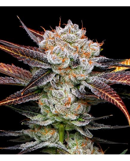 Product_Banana Punch - Cannabis Saatgut by GEASEEDS, Package Unit: 5 Seed / Package_Cannadusa_Marketplace_Buy