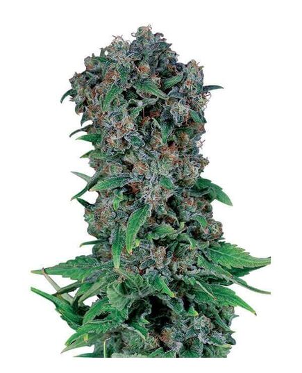 Produkt_Black Kush 98  - Cannabis Saatgut by GEASEEDS, Paket Einheiten: 5 Samen / Packung__Cannadusa_Marktplatz_Kaufen