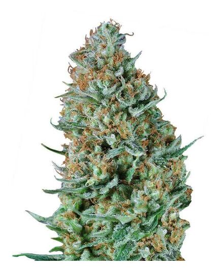 Product_Bubble Fruit  - Cannabis Saatgut by GEASEEDS, Package Unit: 25 Seed / Package_Cannadusa_Marketplace_Buy