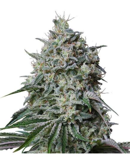 Product_Cachalote  - Cannabis Saatgut by GEASEEDS, Package Unit: 3 Seed / Package_Cannadusa_Marketplace_Buy