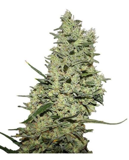 Product_Critical + +  - Cannabis Saatgut by GEASEEDS, Package Unit: 5 Seed / Package_Cannadusa_Marketplace_Buy