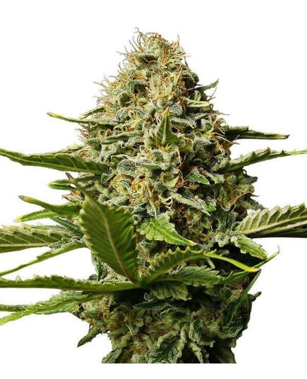 Produkt_Critical Mango  - Cannabis Saatgut by GEASEEDS, Paket Einheiten: 3 Samen / Packung__Cannadusa_Marktplatz_Kaufen