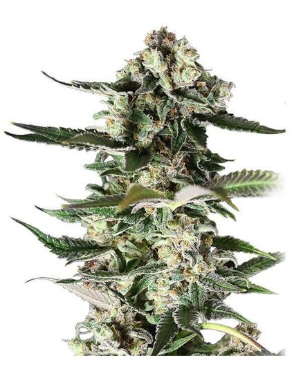 Product_Critical Purple  - Cannabis Saatgut by GEASEEDS, Package Unit: 5 Seed / Package_Cannadusa_Marketplace_Buy