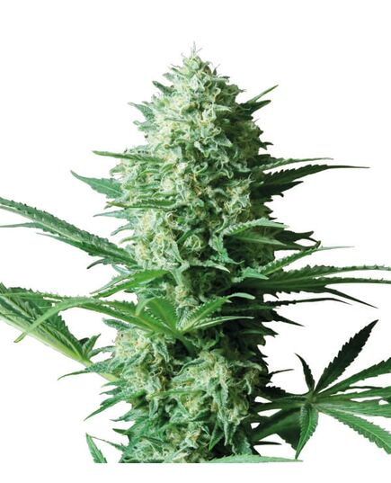 Produkt_Critical Widow  - Cannabis Saatgut by GEASEEDS, Paket Einheiten: 10 Samen / Packung__Cannadusa_Marktplatz_Kaufen