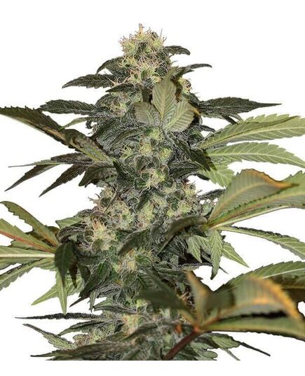 Produkt_Early Skunk  - Cannabis Saatgut by GEASEEDS, Paket Einheiten: 10 Samen / Packung__Cannadusa_Marktplatz_Kaufen