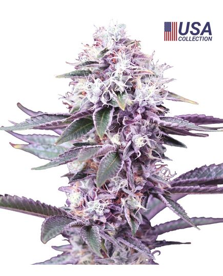 Product_Gealato Kush  - Cannabis Saatgut by GEASEEDS, Package Unit: 5 Seed / Package_Cannadusa_Marketplace_Buy