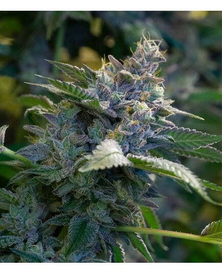 Product_GMO - Cannabis Saatgut by GEASEEDS, Package Unit: 3 Seed / Package_Cannadusa_Marketplace_Buy