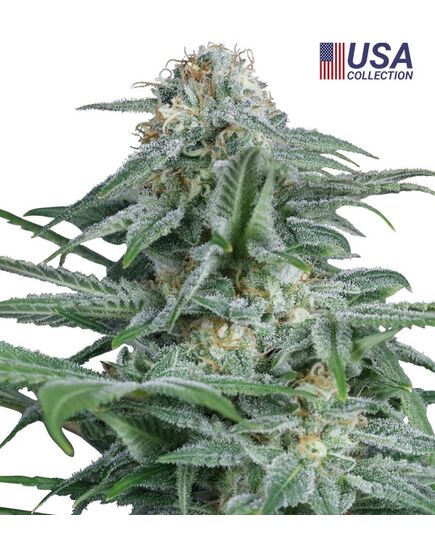 Product_Gorilla Glue 4  - Cannabis Saatgut by GEASEEDS, Package Unit: 5 Seed / Package_Cannadusa_Marketplace_Buy