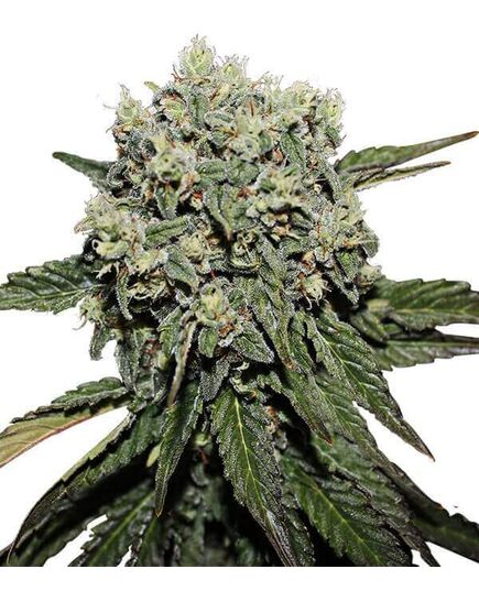 Produkt_Hard Diesel  - Cannabis Saatgut by GEASEEDS, Paket Einheiten: 10 Samen / Packung__Cannadusa_Marktplatz_Kaufen