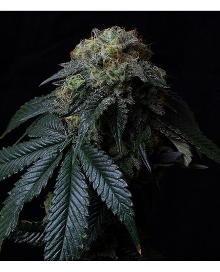 Product_Ice Cream Cake - Cannabis Seeds by GEASEEDS, Package Unit: 3 Seed / Package_Cannadusa_Marketplace_Buy