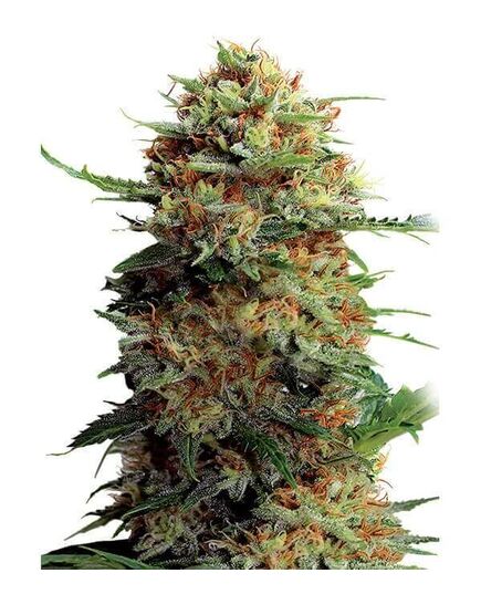 Produkt_Jack Orange  - Cannabis Saatgut by GEASEEDS, Paket Einheiten: 25 Samen / Packung__Cannadusa_Marktplatz_Kaufen