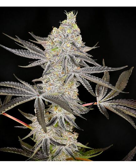 Product_Kush Mints (KMS) - Cannabis Seeds by GEASEEDS, Package Unit: 3 Seed / Package_Cannadusa_Marketplace_Buy