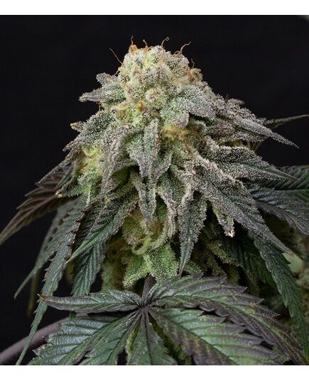 Product_Kush Mintz - Cannabis Seeds by GEASEEDS, Package Unit: 10 Seed / Package_Cannadusa_Marketplace_Buy