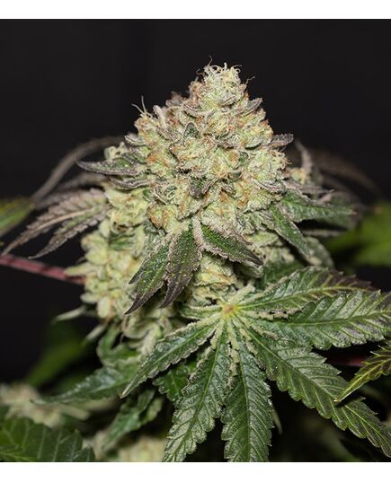 Product_La Bomba - Cannabis Saatgut by GEASEEDS, Package Unit: 3 Seed / Package_Cannadusa_Marketplace_Buy