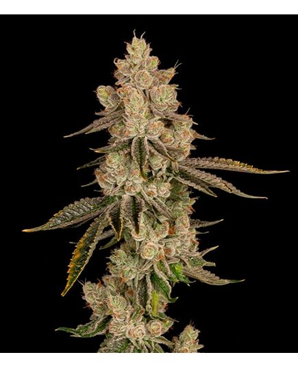 Product_Lemon Bean - Cannabis Seeds by GEASEEDS, Package Unit: 5 Seed / Package_Cannadusa_Marketplace_Buy