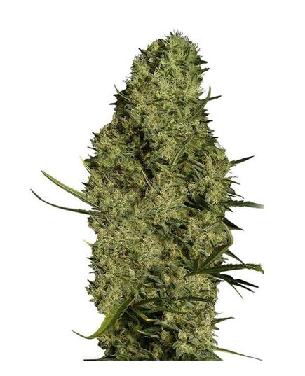 Product_Lima Haze  - Cannabis Saatgut by GEASEEDS, Package Unit: 25 Seed / Package_Cannadusa_Marketplace_Buy