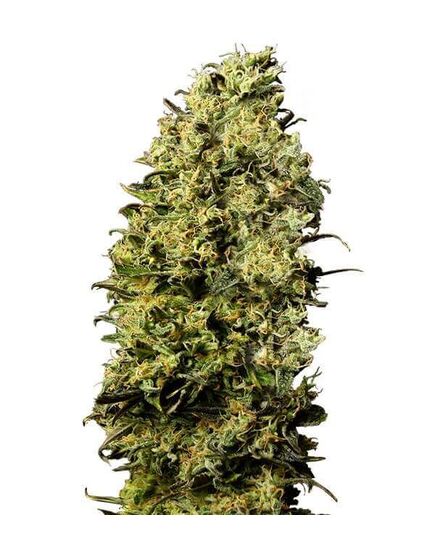 Product_M8  - Cannabis Saatgut by GEASEEDS, Package Unit: 3 Seed / Package_Cannadusa_Marketplace_Buy