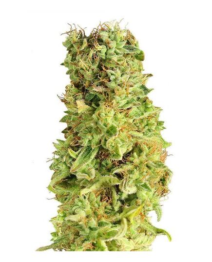 Produkt_Matanus-k  - Cannabis Saatgut by GEASEEDS, Paket Einheiten: 25 Samen / Packung__Cannadusa_Marktplatz_Kaufen