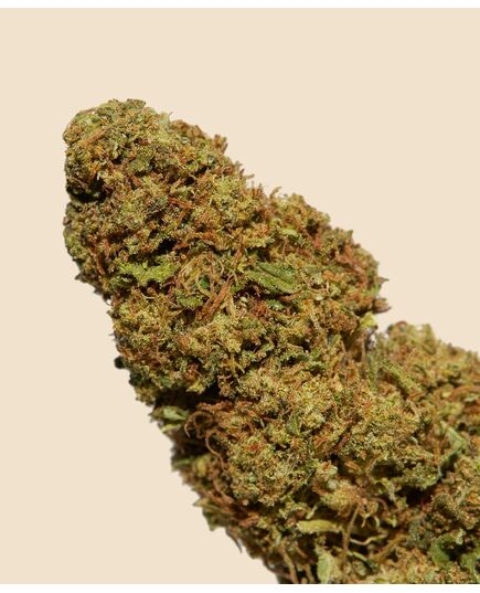 Product_Mimosa CBD Flower, 2 image_Cannadusa_Marketplace_Buy