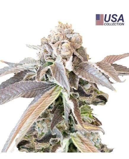 Product_Mimosa Punch  - Cannabis Saatgut by GEASEEDS, Package Unit: 10 Seed / Package_Cannadusa_Marketplace_Buy