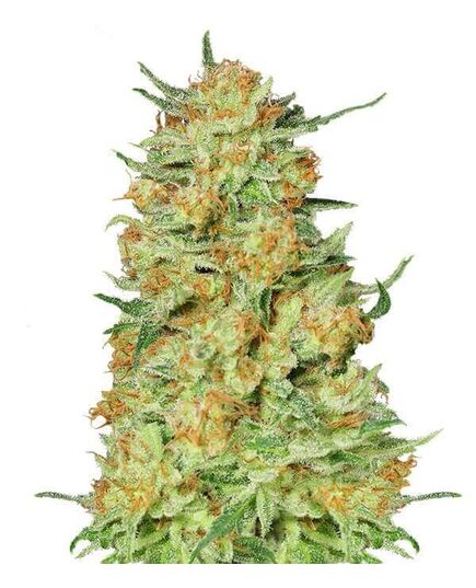 Product_Northern Kush  - Cannabis Saatgut by GEASEEDS, Package Unit: 25 Seed / Package_Cannadusa_Marketplace_Buy