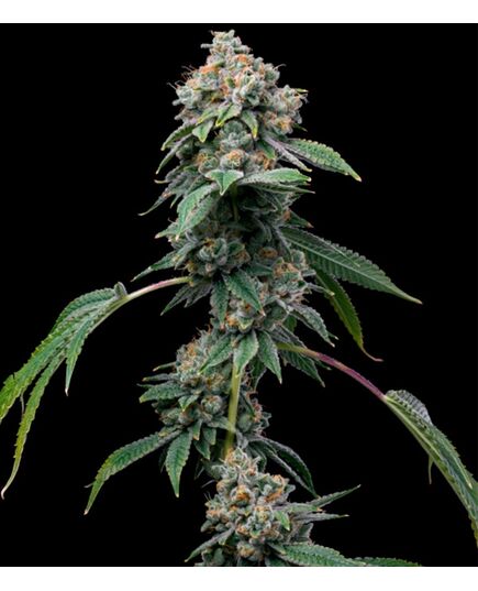 Product_Obama Runtz - Cannabis Seeds by GEASEEDS, Package Unit: 10 Seed / Package_Cannadusa_Marketplace_Buy