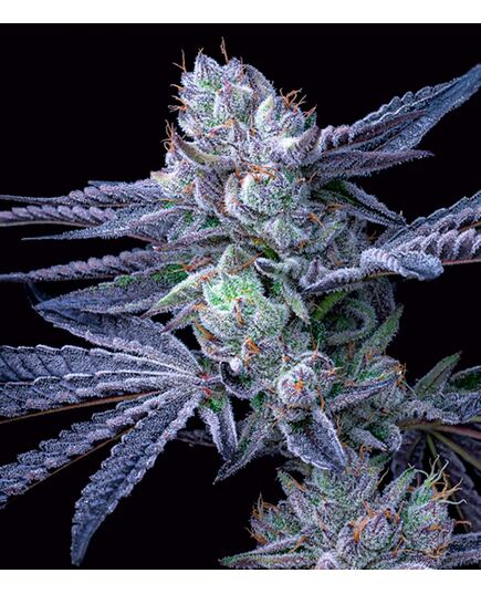 Product_OG Runtz - Cannabis Saatgut by GEASEEDS, Package Unit: 10 Seed / Package_Cannadusa_Marketplace_Buy