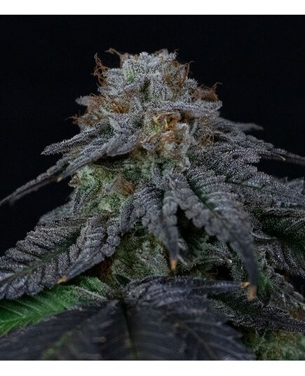 Product_Pluto - Cannabis Saatgut by GEASEEDS, Package Unit: 5 Seed / Package_Cannadusa_Marketplace_Buy