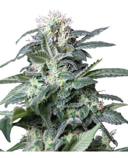 Product_Rusia  - Cannabis Saatgut by GEASEEDS, Package Unit: 10 Seed / Package_Cannadusa_Marketplace_Buy