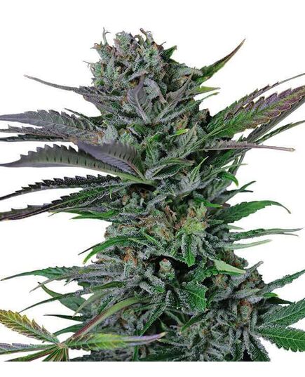 Product_Somango  - Cannabis Saatgut by GEASEEDS, Package Unit: 3 Seed / Package_Cannadusa_Marketplace_Buy