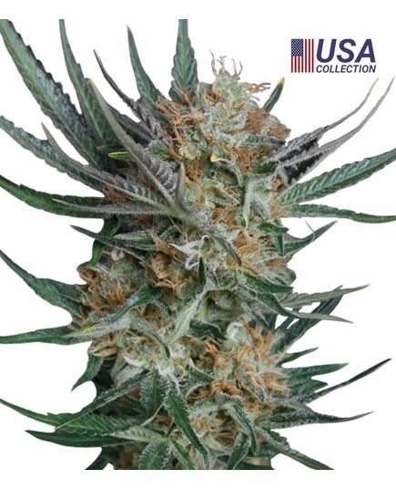 Produkt_Sour Kush  - Cannabis Saatgut by GEASEEDS, Paket Einheiten: 25 Samen / Packung__Cannadusa_Marktplatz_Kaufen