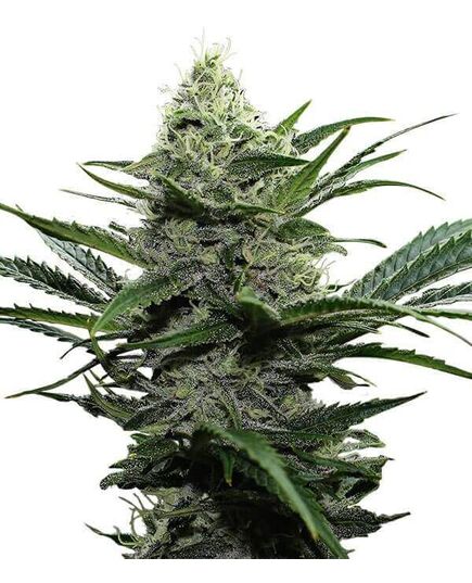 Product_Widow  - Cannabis Saatgut by GEASEEDS, Package Unit: 3 Seed / Package_Cannadusa_Marketplace_Buy