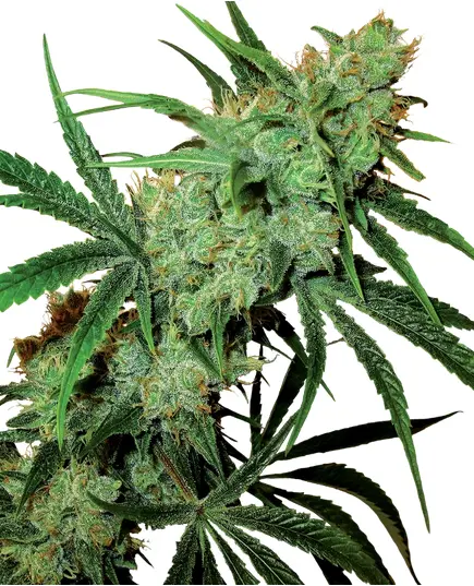 Produkt_Sensi Seeds Fruity Juice__Cannadusa_Marktplatz_Kaufen