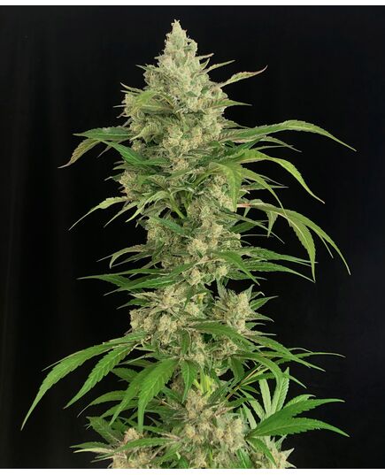 Produkt_Serious Seeds Seriosa__Cannadusa_Marktplatz_Kaufen