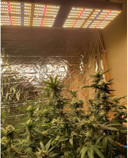 Product_Growlampe LED PRO 240 Watt, 4 image_Cannadusa_Marketplace_Buy