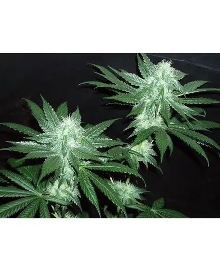 Produkt_The Cali Connection Italian Ice__Cannadusa_Marktplatz_Kaufen