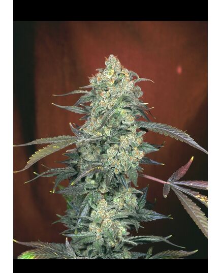 Product_Serious Seeds AK47_Cannadusa_Marketplace_Buy