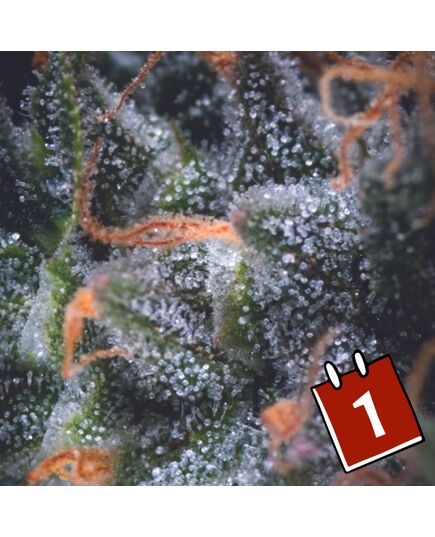 Product_Auto Black Cherry Punch - Heart Notes - Pyramid Seeds, Package Unit: 3 Seeds + 1 free / Package_Cannadusa_Marketplace_Buy