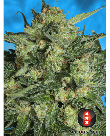 Produkt_Serious Seeds Auto White Russian#1__Cannadusa_Marktplatz_Kaufen