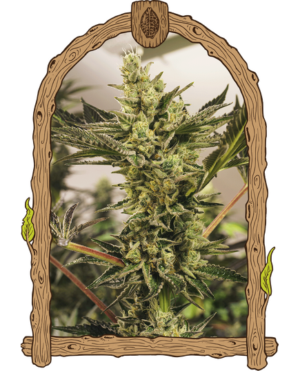 Produkt_Exotic Seed Banana Mash Auto__Cannadusa_Marktplatz_Kaufen