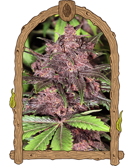 Produkt_Exotic Seed Black Haze Auto__Cannadusa_Marktplatz_Kaufen