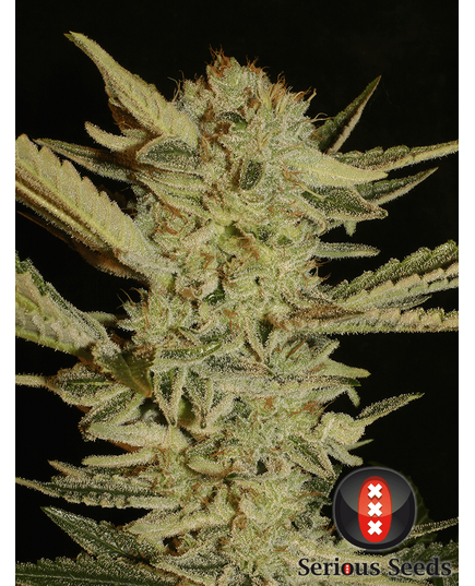 Produkt_Serious Seeds Bubble Gum__Cannadusa_Marktplatz_Kaufen