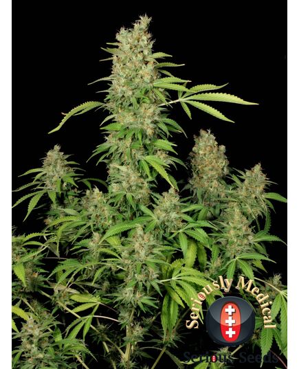 Produkt_Serious Seeds CBD Chronic__Cannadusa_Marktplatz_Kaufen