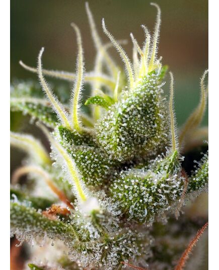 Product_Gorilla Girl F1 Fast Version - Sweet Seeds, 3 image_Cannadusa_Marketplace_Buy