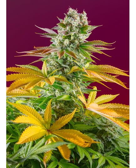 Product_Gorilla Girl F1 Fast Version - Sweet Seeds, 2 image_Cannadusa_Marketplace_Buy