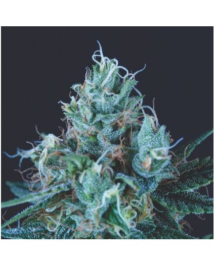 Ice Cream - Heart Notes - Pyramid Seeds